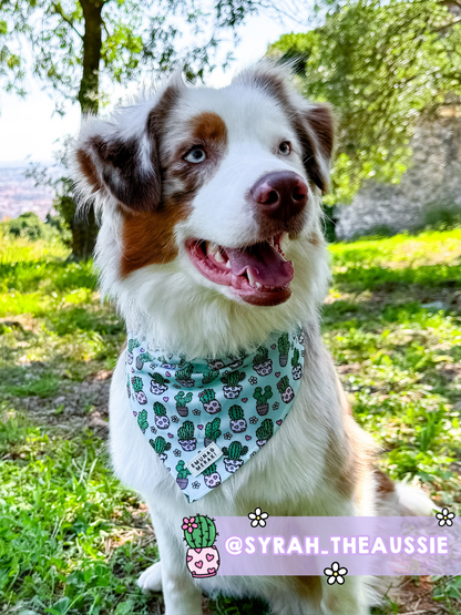 Bandana Cactus