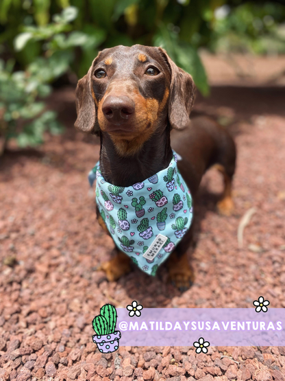 Bandana Cactus